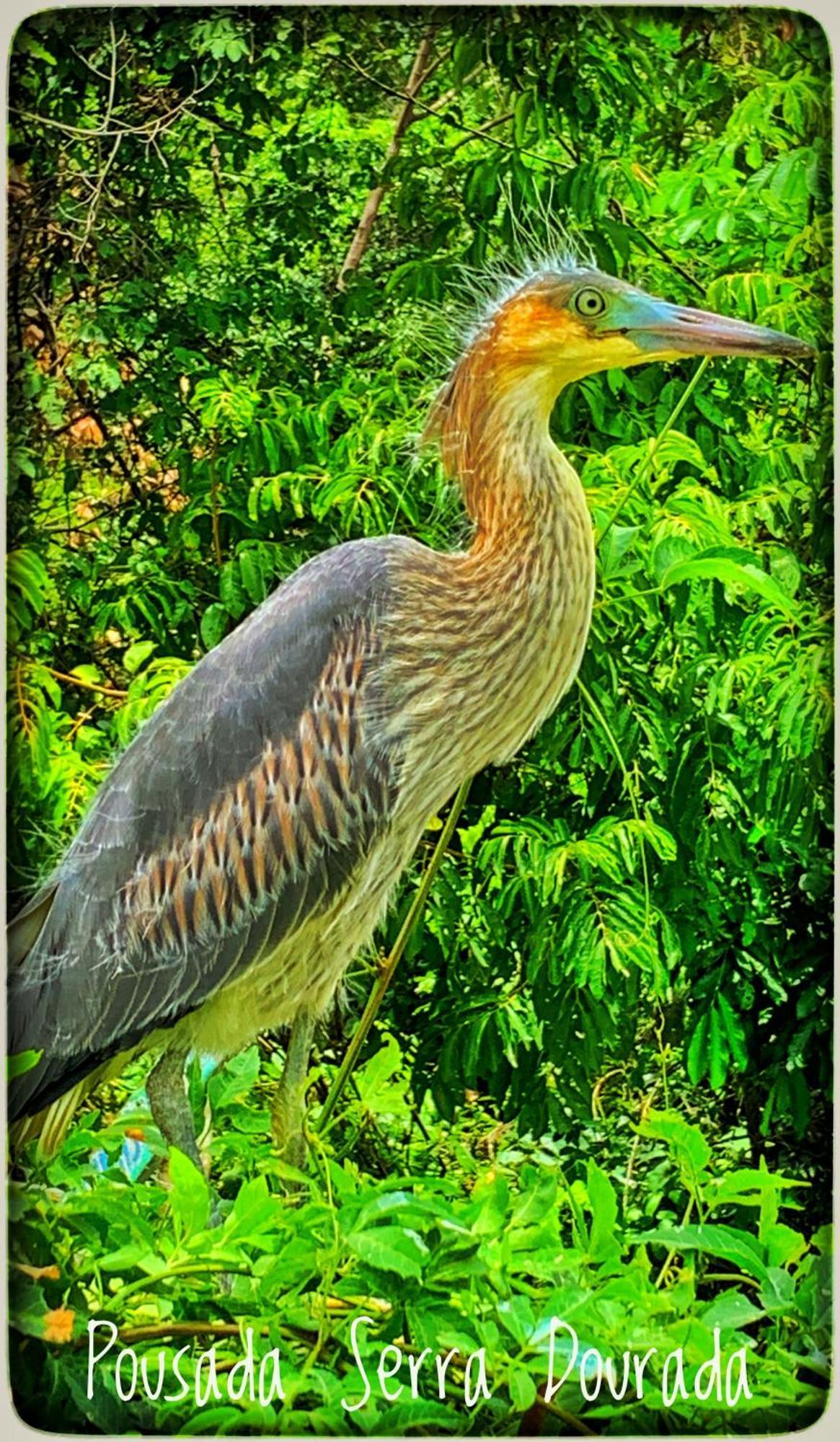 Pousada Serra Dourada Goiás Exteriér fotografie